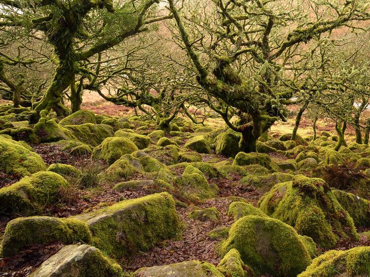 Wistman’s Wood, Devon