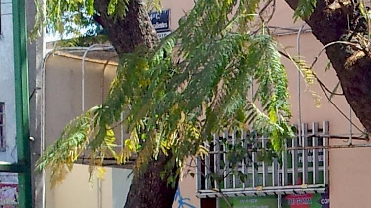 exhibicion autos clasicos gratis