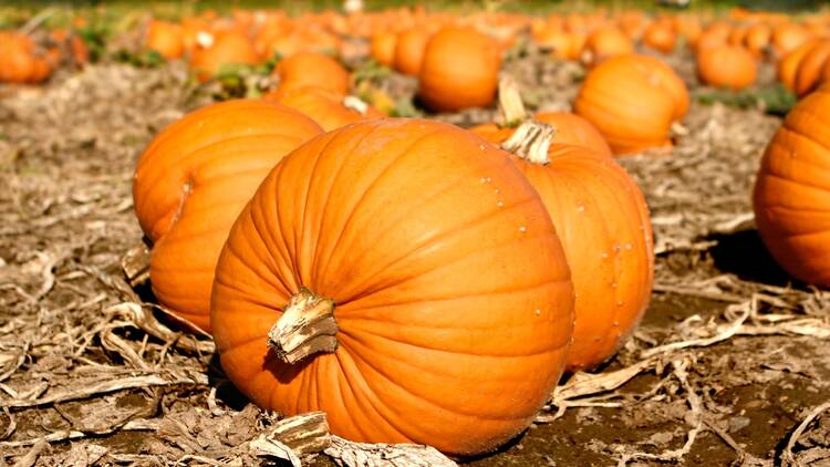 Pumpkin patch