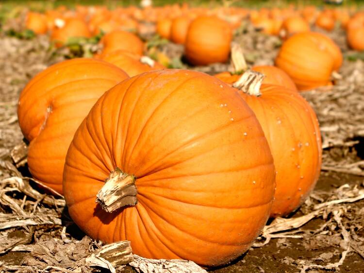 The pretty farm that is officially the best place to go pumpkin picking near London