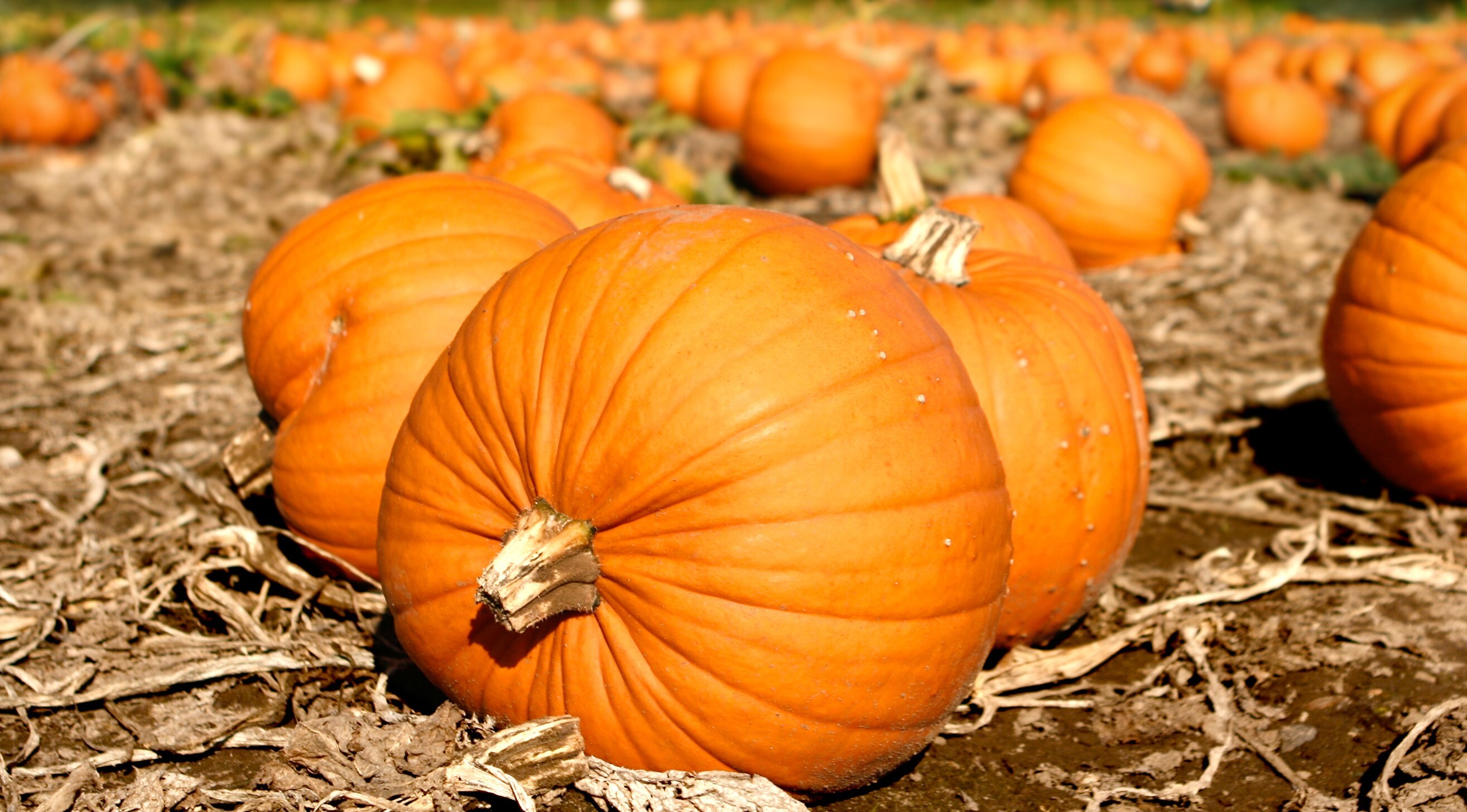 This farm is officially the best place to go pumpkin picking near London