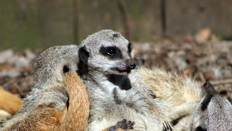 Axe Valley Wildlife Park, Devon