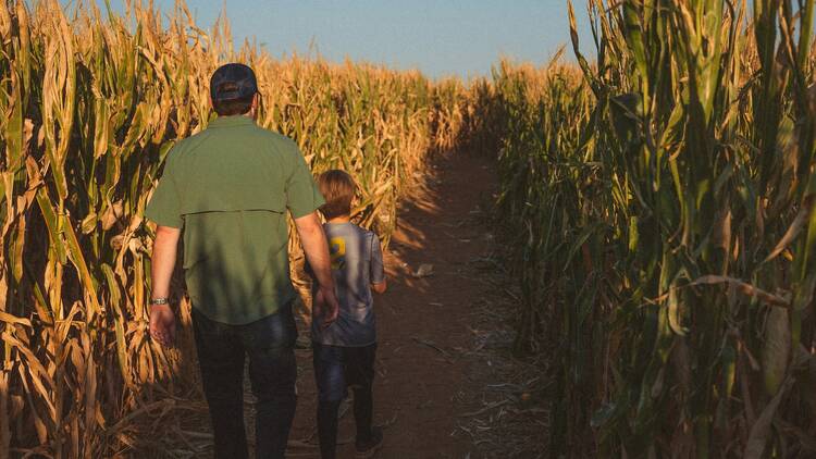 Harvest Festival at the Berry Farms