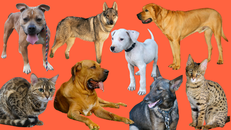 Dog collage