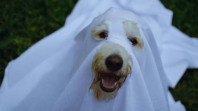 White fluffy dog in ghost costume for halloween