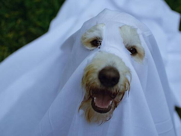 Howl-ween Howl-ween