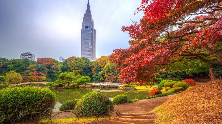 14 best parks, gardens and streets to see the autumn leaves in Tokyo