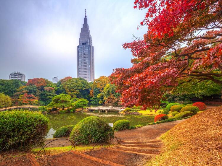 14 best parks, gardens and streets to see the autumn leaves in Tokyo