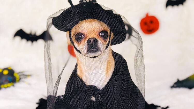 Halloween para perros en Centro Cultural Futurama