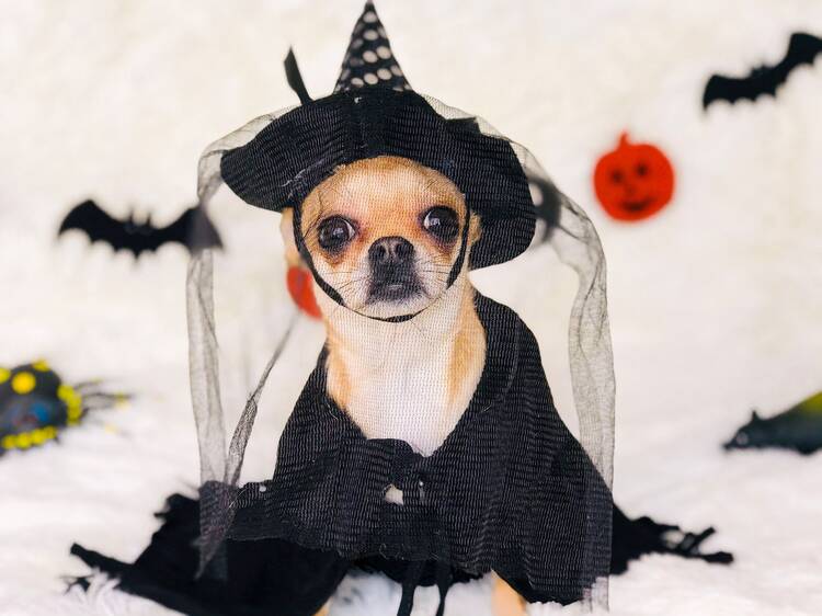 Halloween de perritos gratis en Centro Cultural Futurama