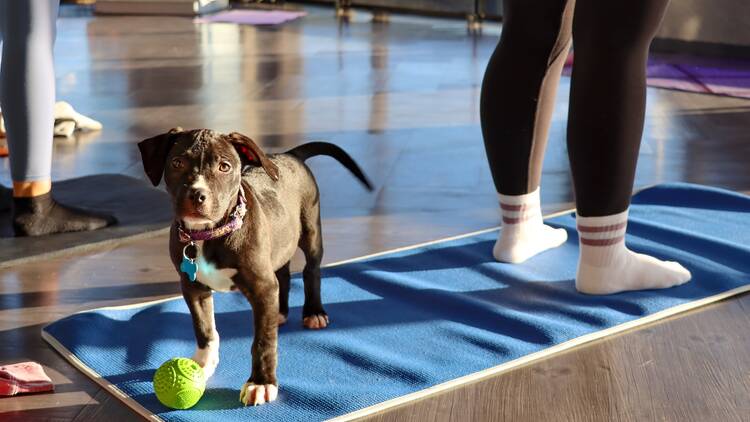 A puppy stands on a yoga mat at Adoptable Puppy Yoga A puppy stands on a yoga mat at Adoptable Puppy Yoga