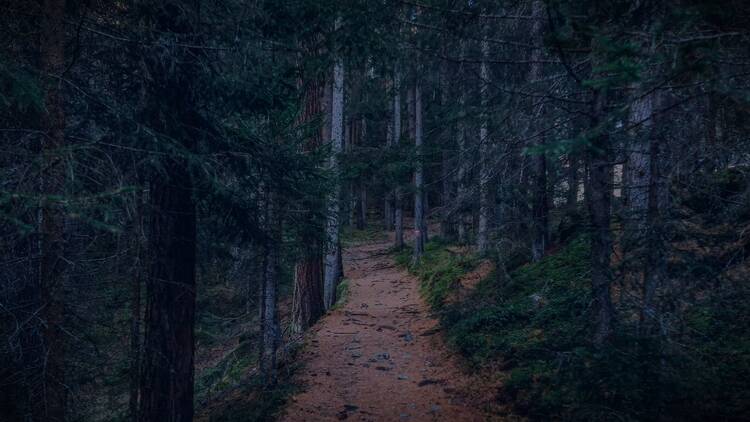 Into the Woods at Camp Pouch