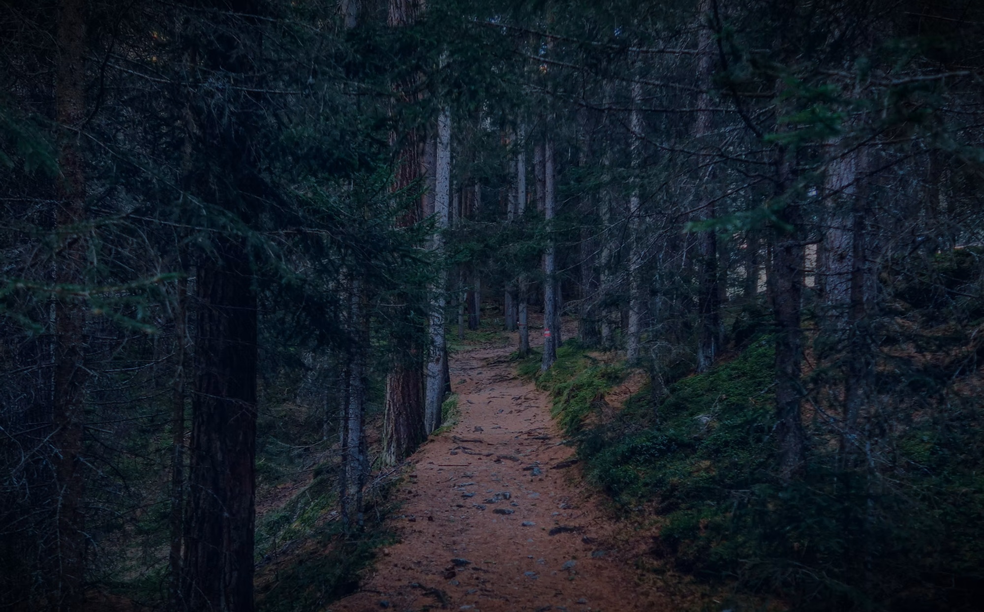 This new theater reimagining of Sondheim's 'Into the Woods' takes place in deep forest under the stars-all without leaving NYC