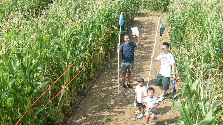 The Amazing Maize Maze