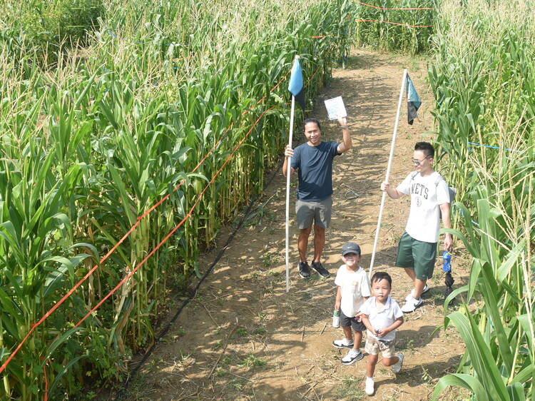 The Amazing Maize Maze