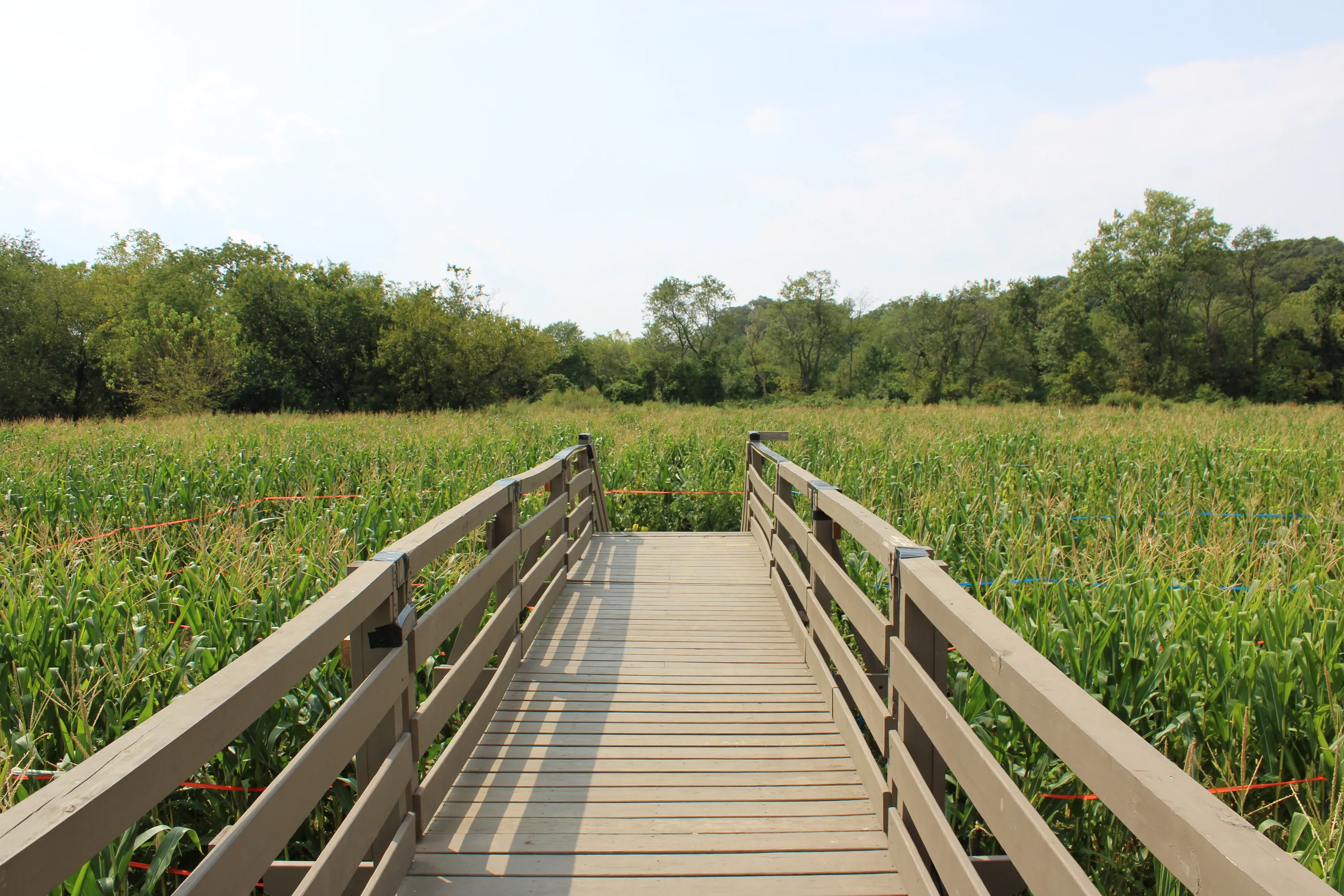 A wooden platform leading into a corn maze.