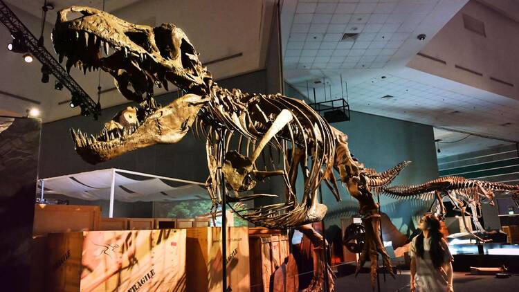 Dinosaurs | Extinctions | Us