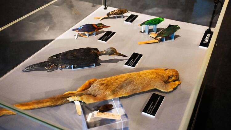 Dinosaurs | Extinctions | Us