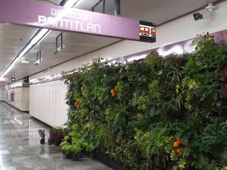 Muros verdes y plantas en el Metro CDMX: cómo es la iniciativa