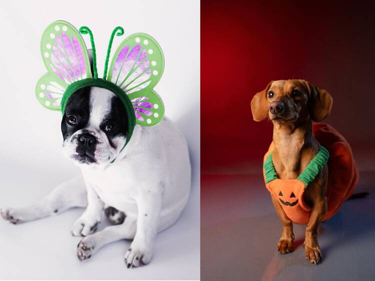 Ideas de disfraz para perro en este Halloween