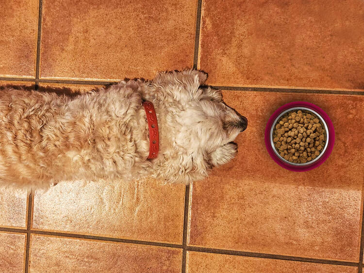Cuidar de tu mascota podría ayudarte a deducir gastos en México