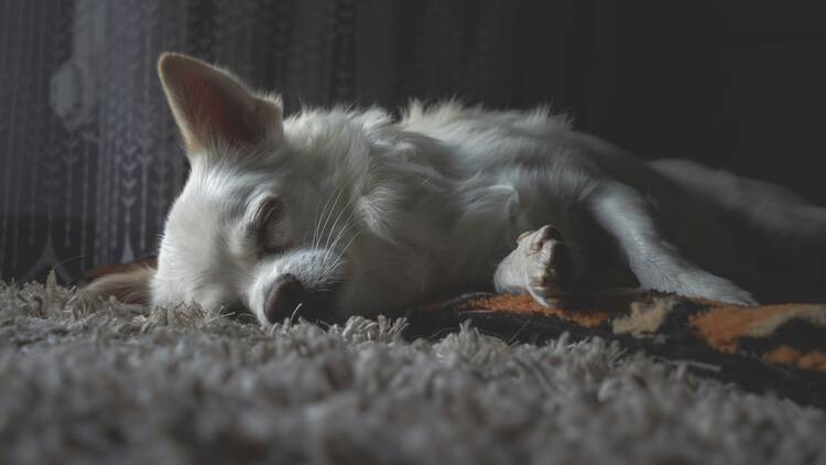 Chihuaha Chihuaha