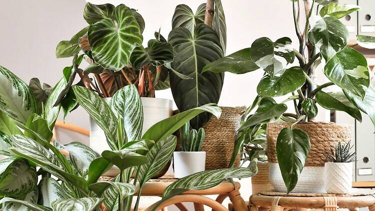 Cuidar las plantas Cuidar las plantas