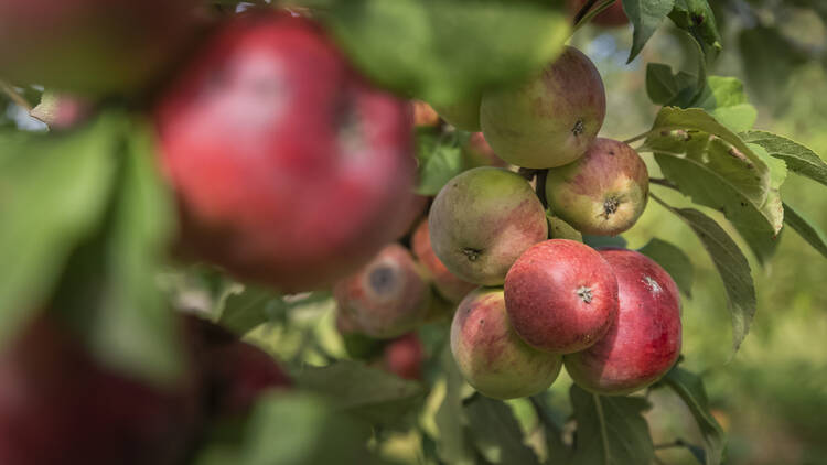 Festa da Maçã Festa da Maçã