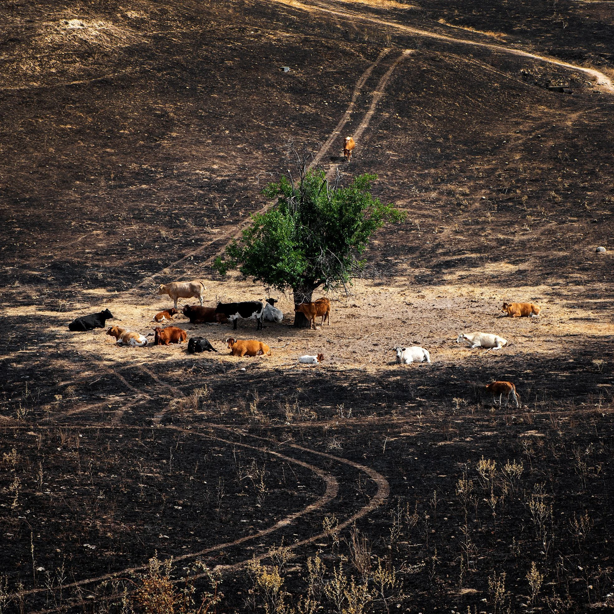Soto de Vi&ntilde;uelas (Tres Cantos) - Gabriel Solera Barbero