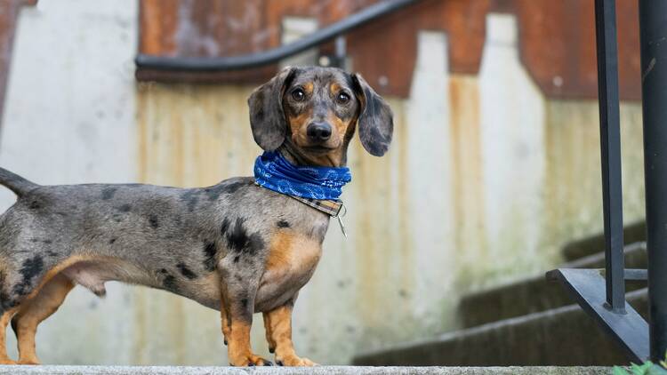 La Paris Sausage Walk 2025 : la grande parade des teckels revient sur les quais de Seine La Paris Sausage Walk 2025 : la grande parade des teckels revient sur les quais de Seine