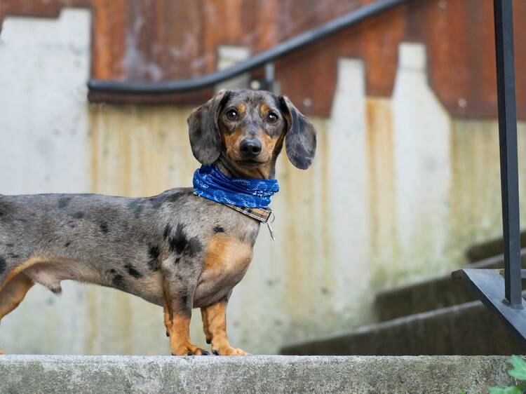 La Paris Sausage Walk 2025 : la grande marche des teckels revient sur les quais de Seine La Paris Sausage Walk 2025 : la grande marche des teckels revient sur les quais de Seine