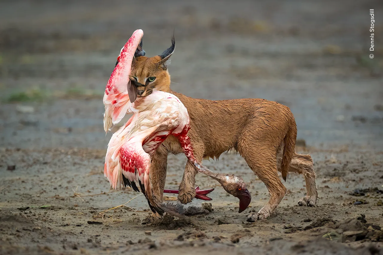 Wildlife Photographer of the Year 2025