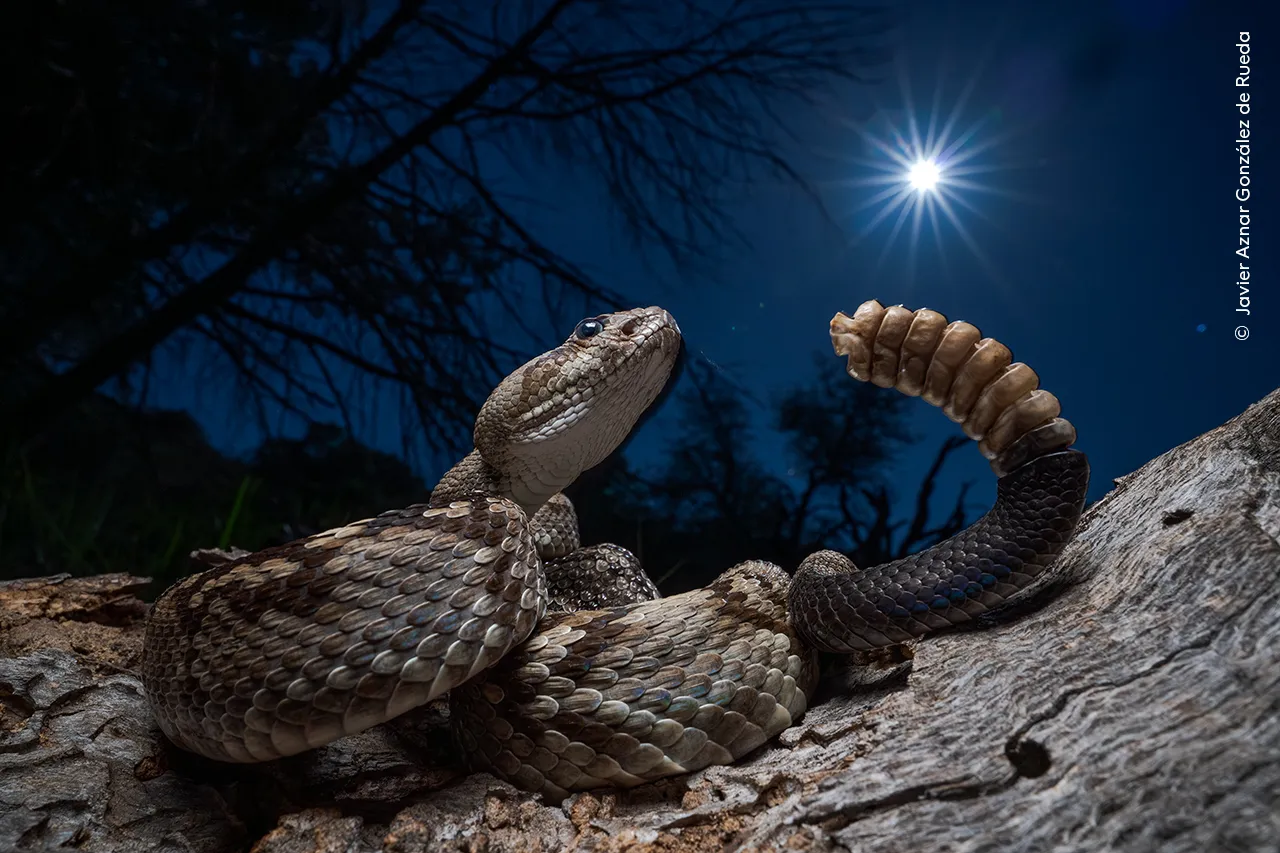Wildlife Photographer of the Year 2025