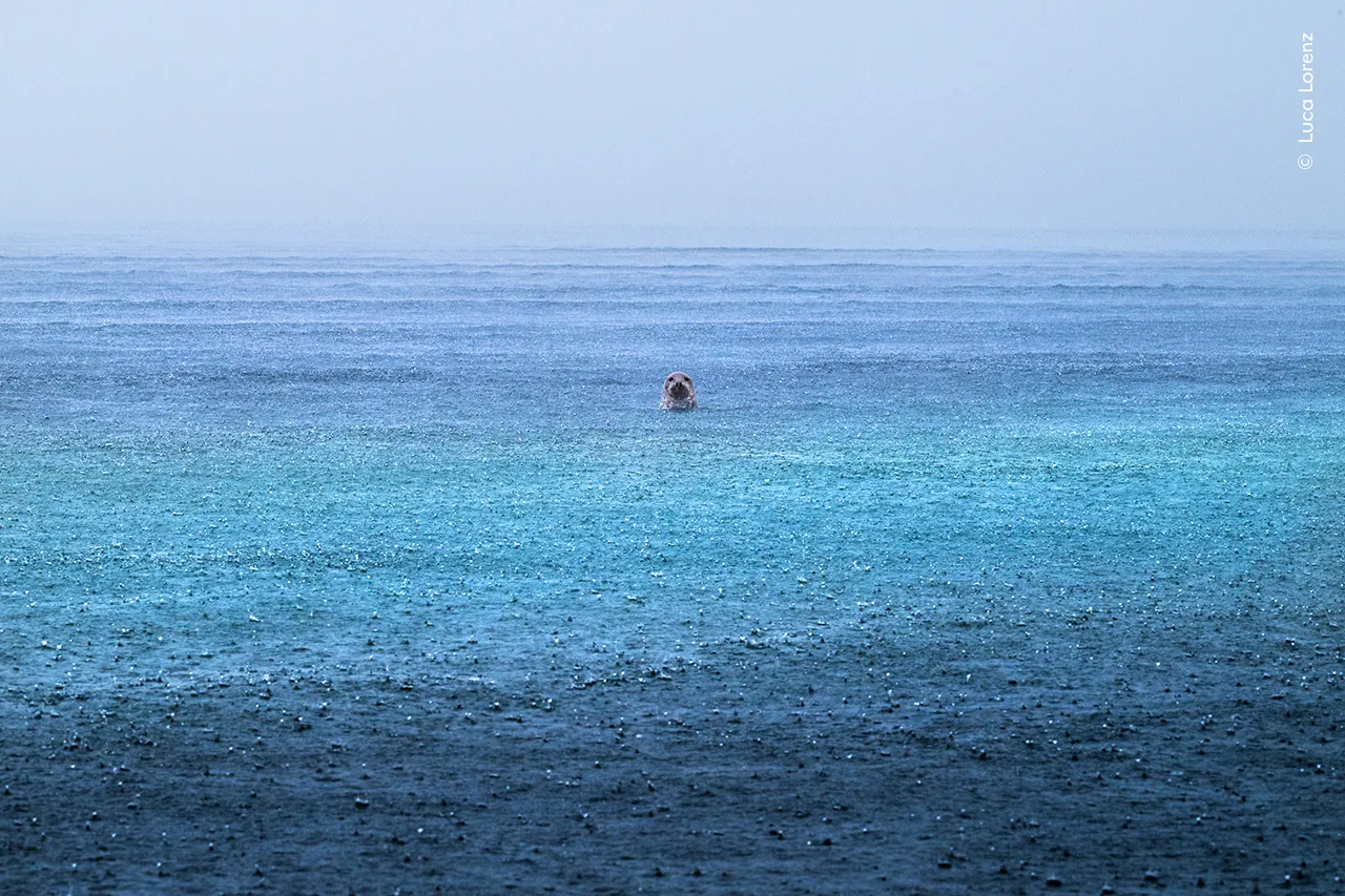 Wildlife Photographer of the Year 2025