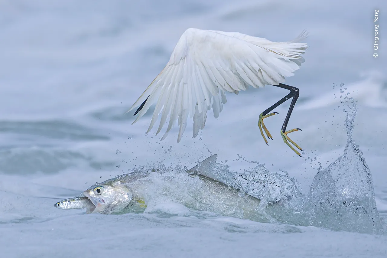 Wildlife Photographer of the Year 2025