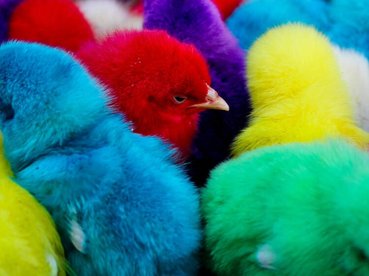 prohiben venta de animales mercado de sonora