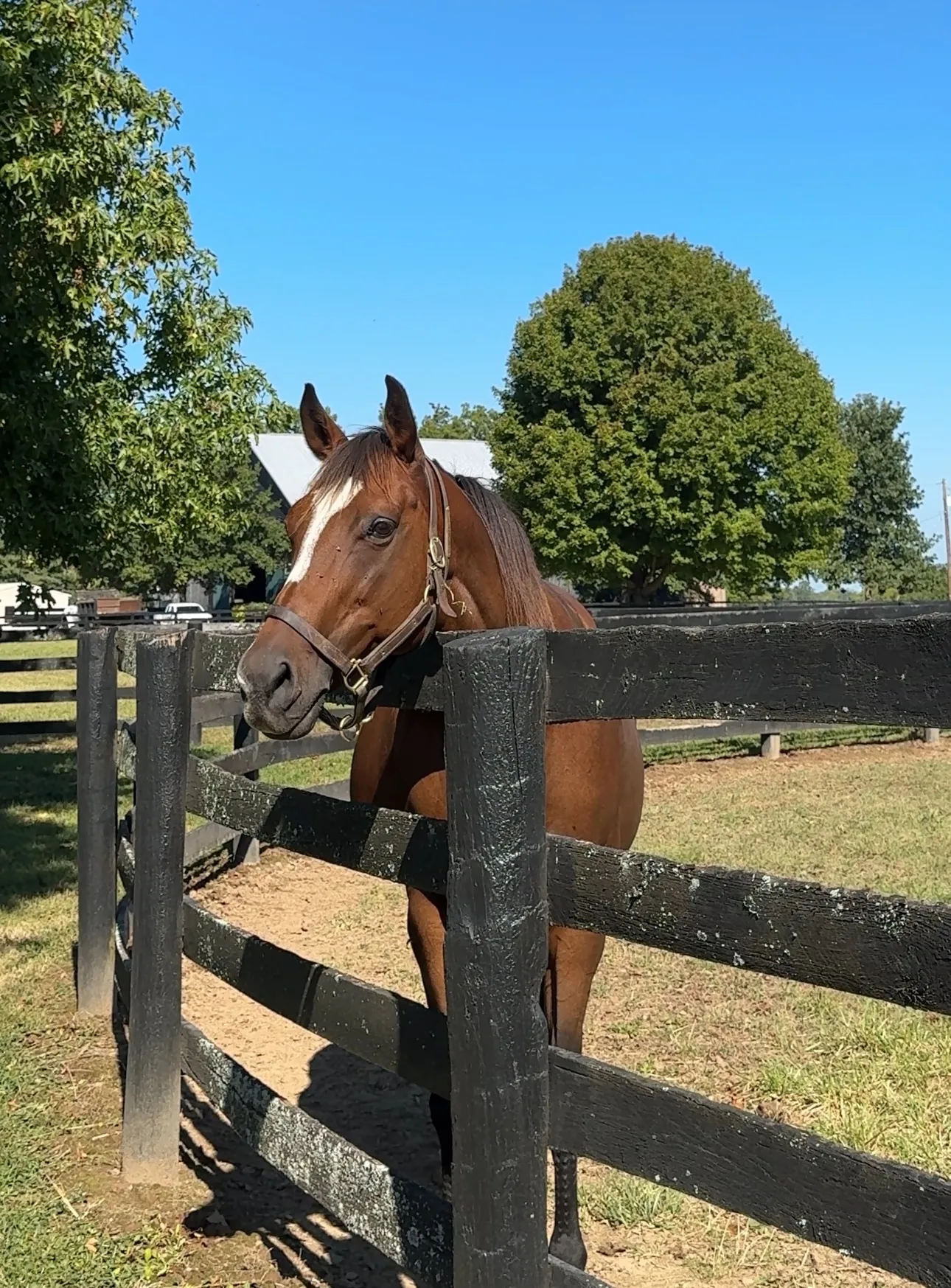 Lexington, KY horse farm