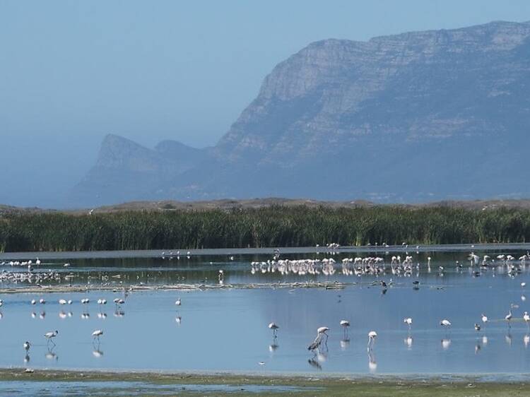 Birds on Strandfontein Sewage Works
