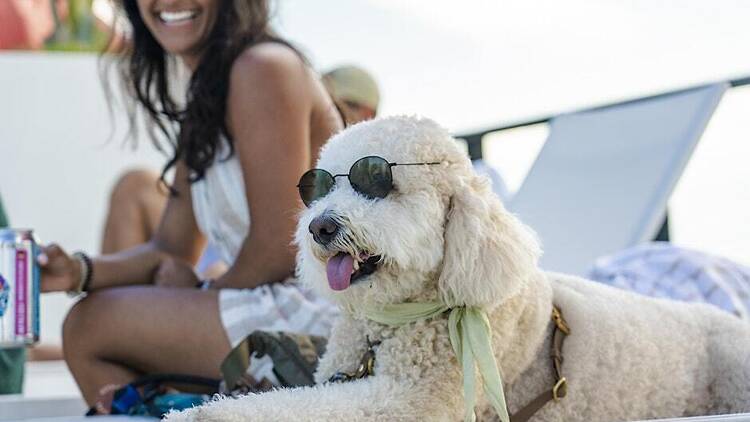 Bring your pup to a costume paw-ty at Arlo Bring your pup to a costume paw-ty at Arlo