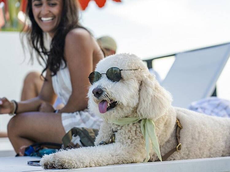 Bring your pup to a costume paw-ty at Arlo Bring your pup to a costume paw-ty at Arlo