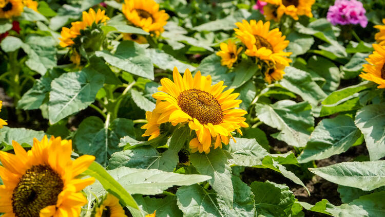 Step into India's Pink City at Sunflower Surprise Step into India's Pink City at Sunflower Surprise