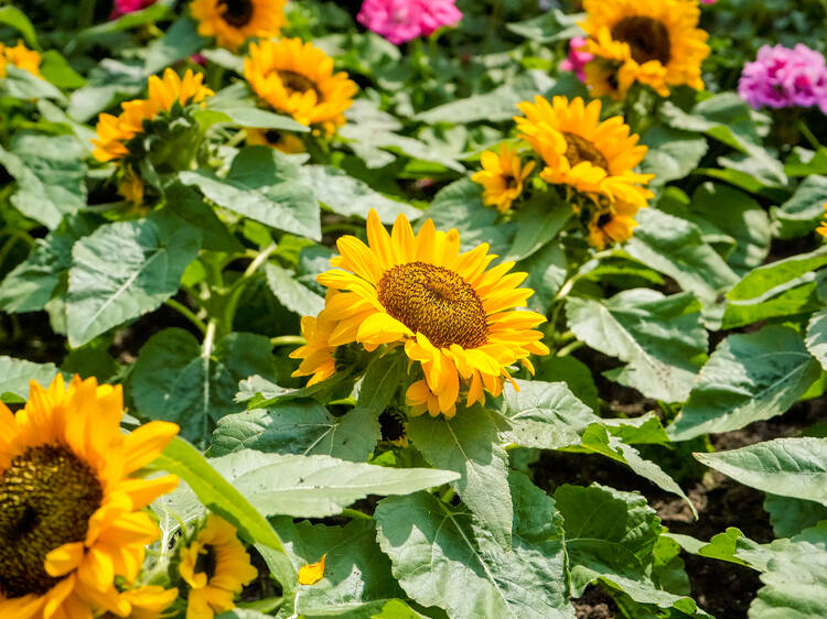 Step into India's Pink City at Sunflower Surprise Step into India's Pink City at Sunflower Surprise