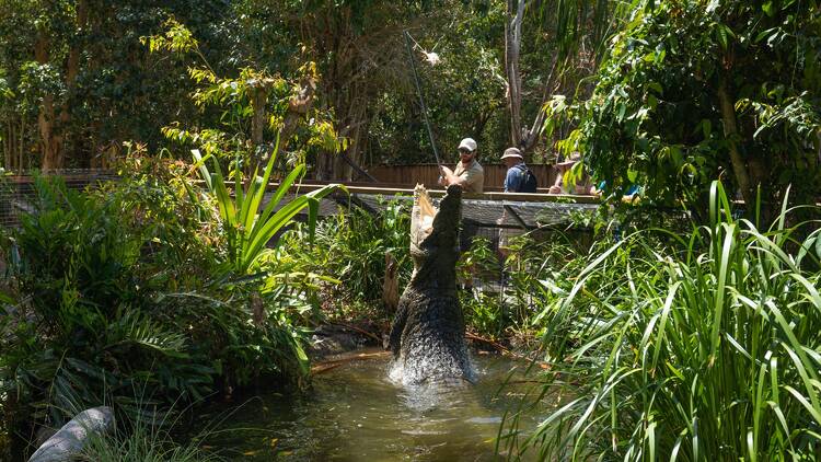 Spot wild saltwater crocs at Hartley's Crocodile Adventures