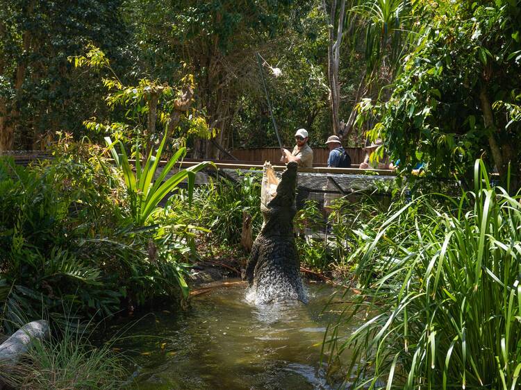 Spot wild saltwater crocs at Hartley's Crocodile Adventures