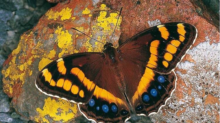 The fluttering Mountain Pride The fluttering Mountain Pride