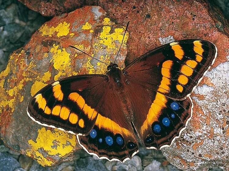 The fluttering Mountain Pride The fluttering Mountain Pride