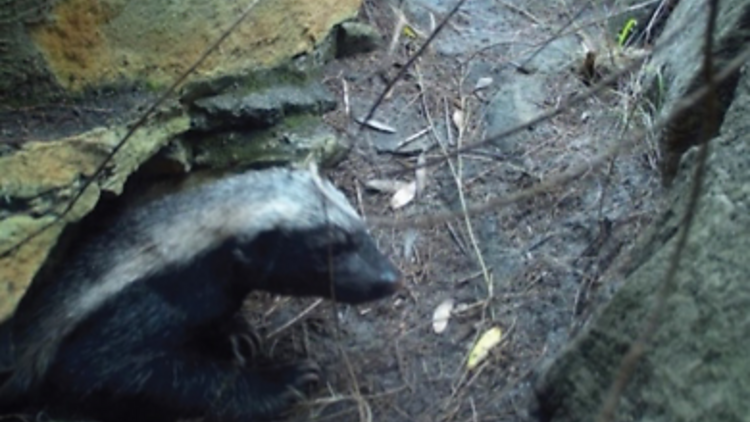 A surprise find in the woods