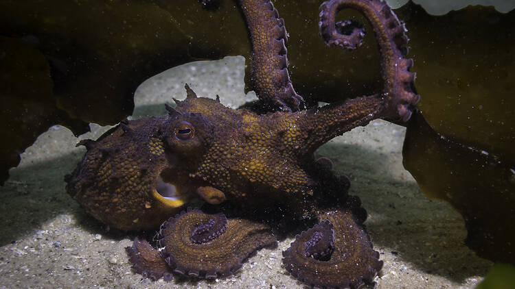 The stars of the sea