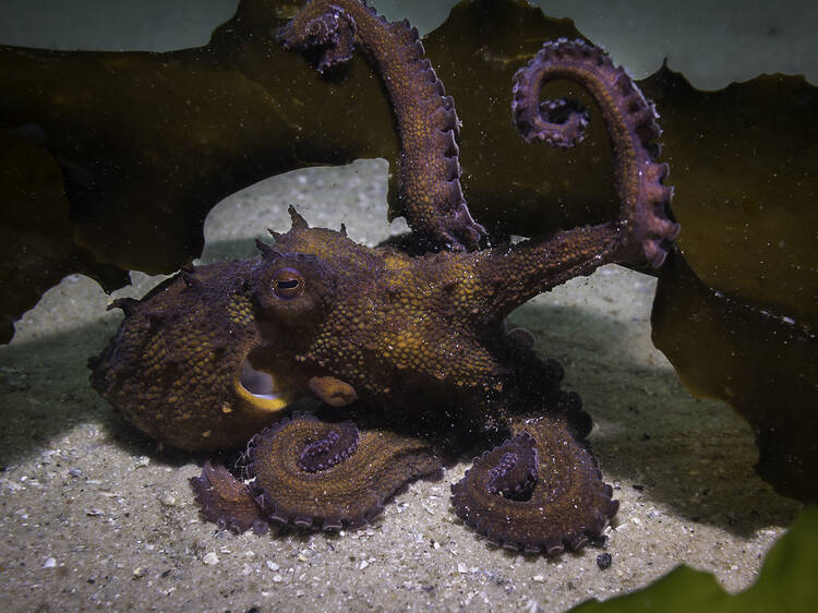 The stars of the sea