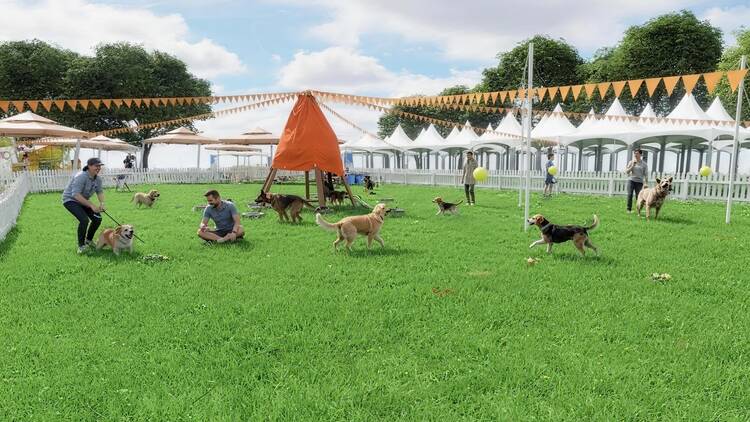 Doggo Fest Doggo Fest